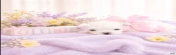 Maltese dogs for sale: Maltese Puppy 3 - Ad 1