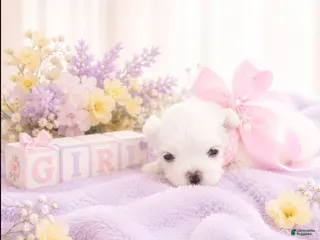 Maltese dogs for sale: Maltese Puppy 3 - Ad 1