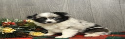 Miniature Australian Shepherd dogs for sale: Oreo - Ad 1