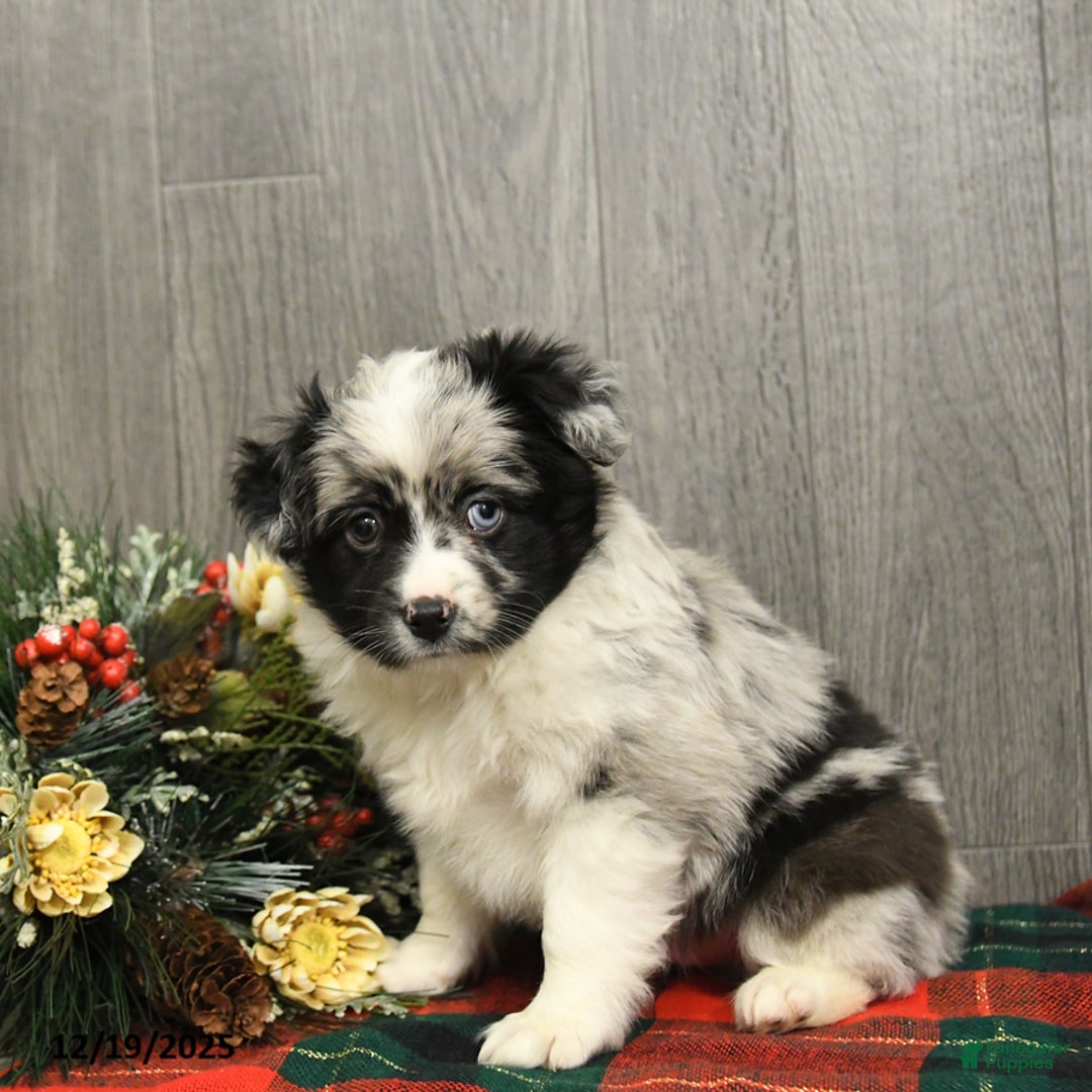 Miniature Australian Shepherd dogs for sale: Oreo - Ad 1