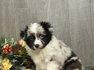 Miniature Australian Shepherd dogs Oreo - Ad 33
