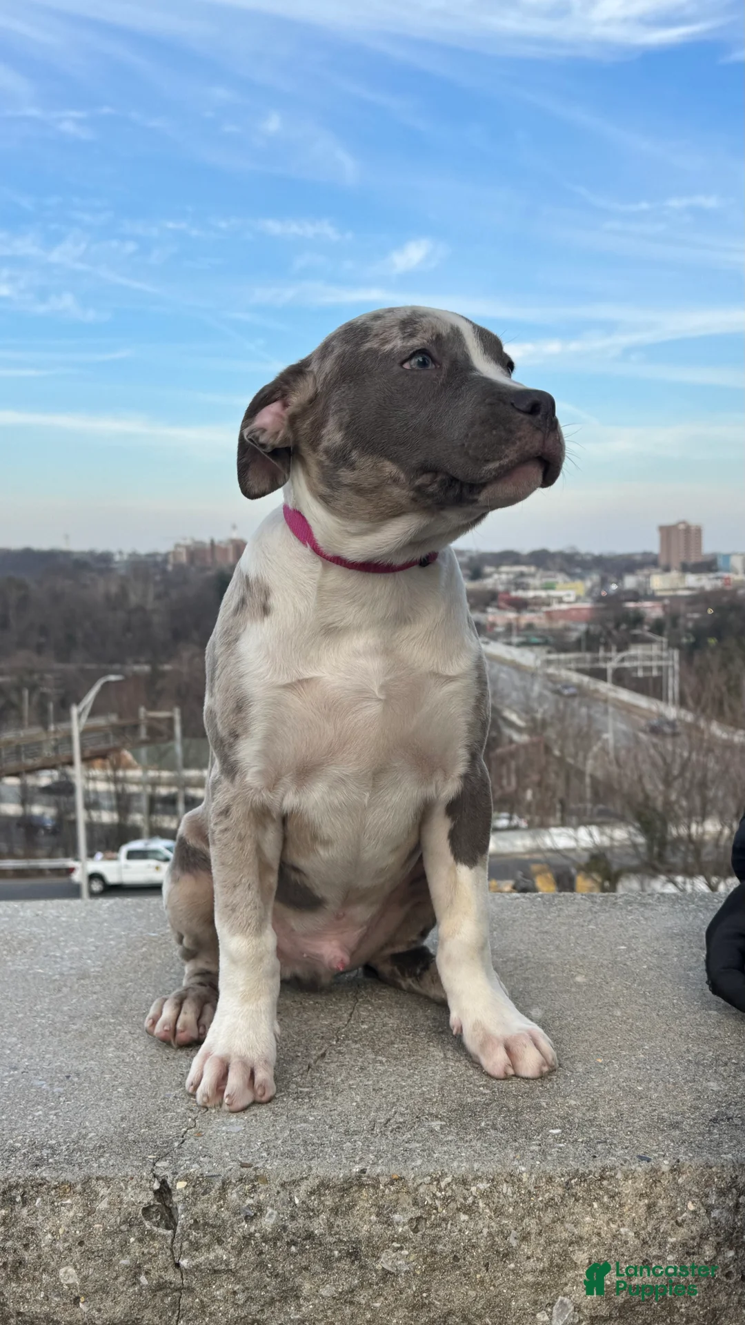 American Bully dogs for sale: Greyjoy  - Ad 5