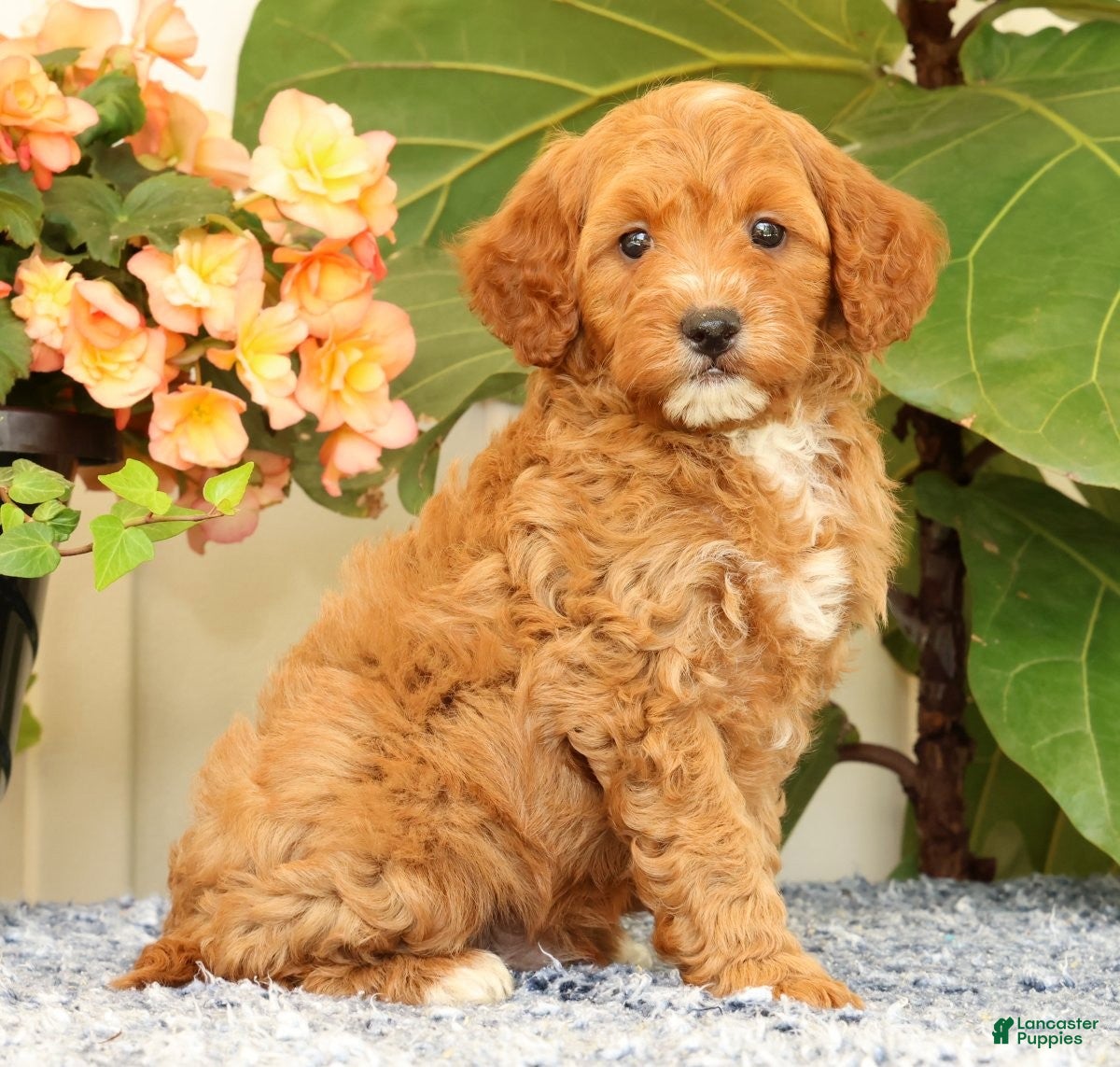 Cavapoo dogs AJ - Ad 2