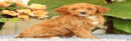 Cavapoo dogs for sale: AJ - Ad 2