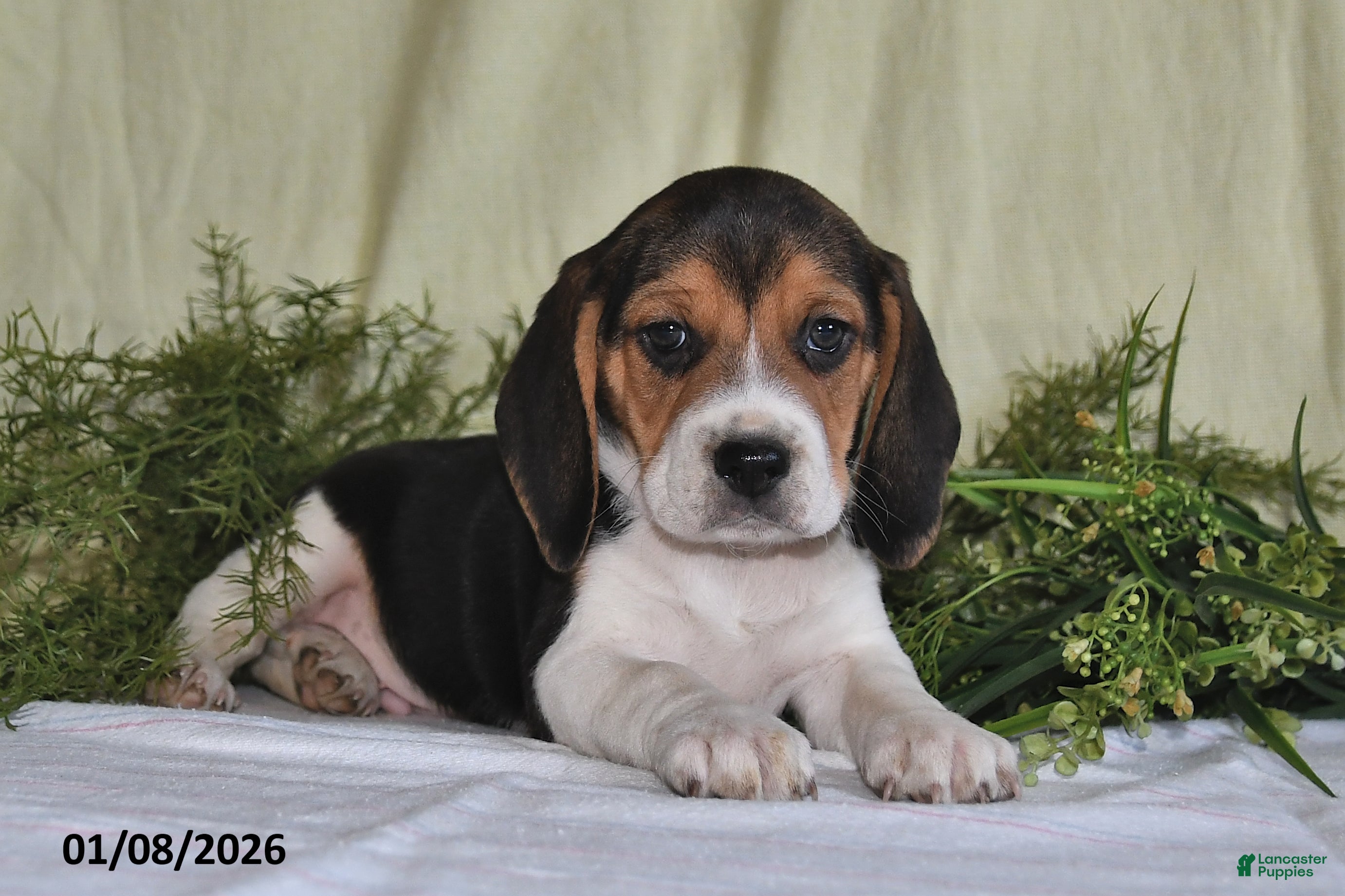 Beagle dogs Koby - Ad 18