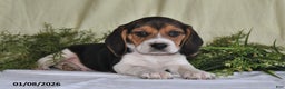 Beagle dogs for sale: Koby - Ad 1