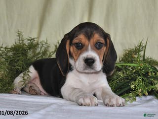Beagle dogs Koby - Ad 8