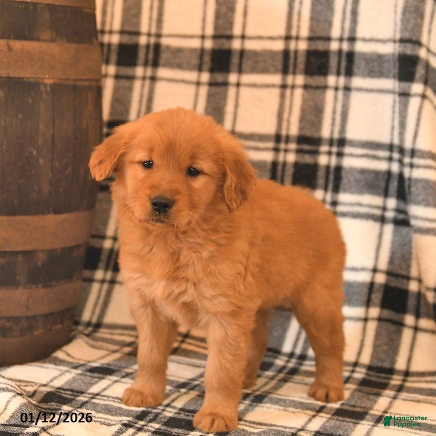 Golden Retriever dogs Velvet  - Ad 2