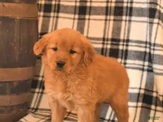 Golden Retriever dogs Velvet - Ad 2