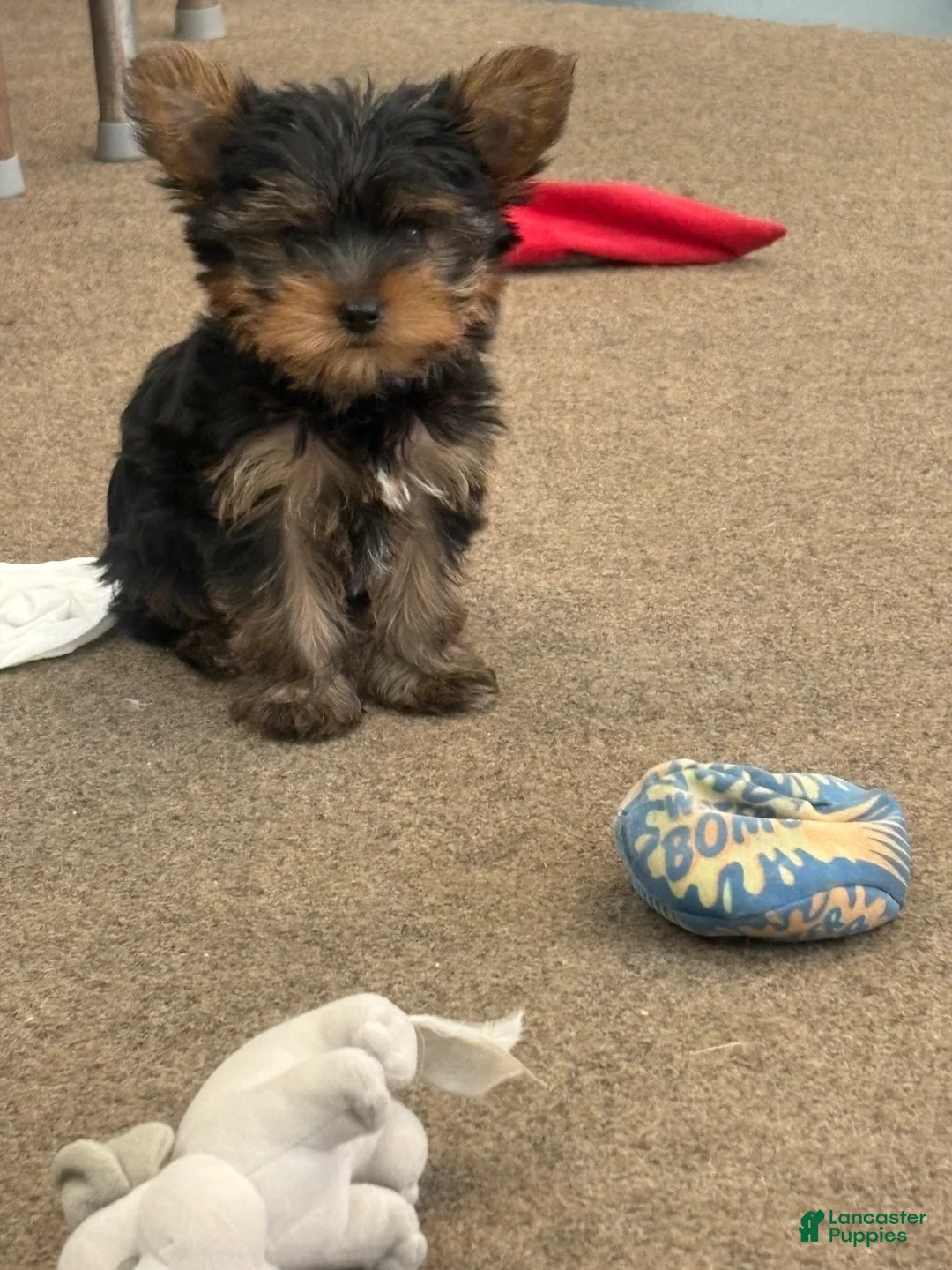 Yorkshire Terrier dogs for sale: Yorkshire Terrier 3 Bonu - Ad 1