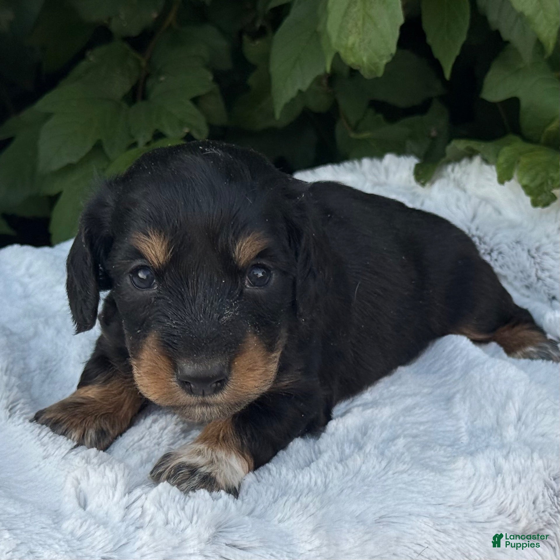 Miniature Dachshund dogs Nico - Ad 2