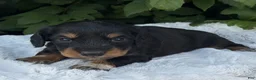 Miniature Dachshund dogs for sale: Nico - Ad 2
