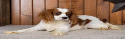 Cavalier King Charles Spaniel dogs for sale: Drew - Ad 3