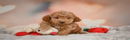 Toy Poodle dogs for sale: Davis - Ad 8