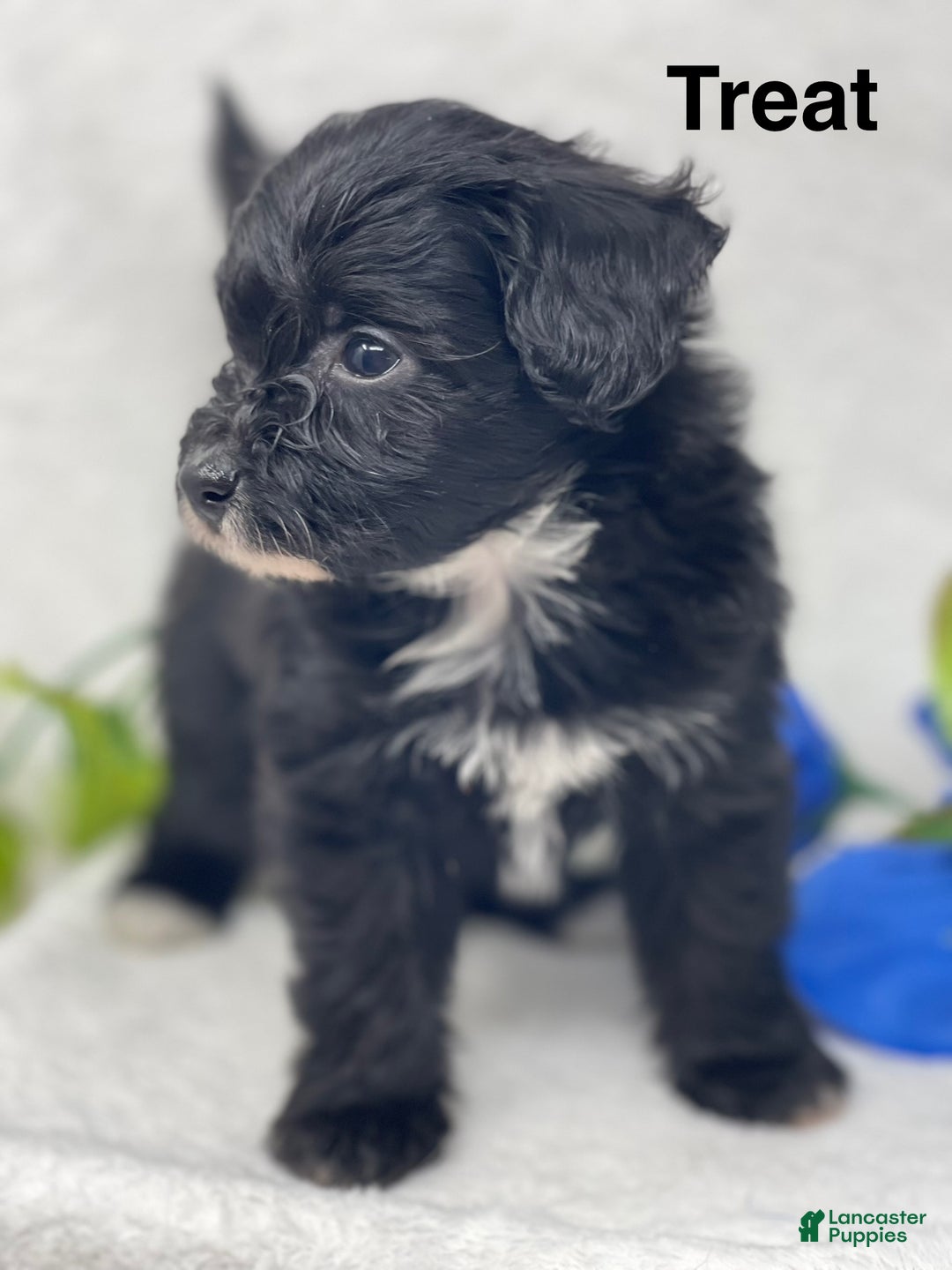 Mixed Breed dogs for sale: Treat - Ad 3