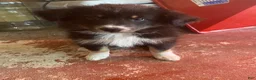 Australian Shepherd dogs for sale: Australian Shepherd 7 - Ad 2