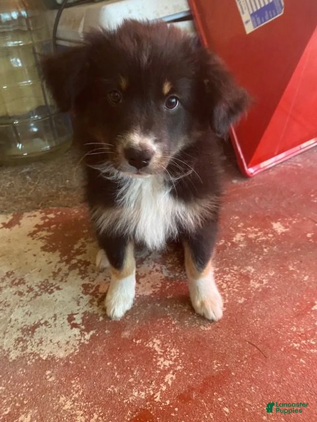 Australian Shepherd dogs for sale: Australian Shepherd 7 - Ad 2
