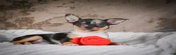 Chihuahua dogs for sale: Abby - Ad 9