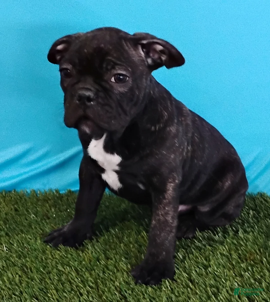 Frenchton dogs for sale: Panda - Ad 5