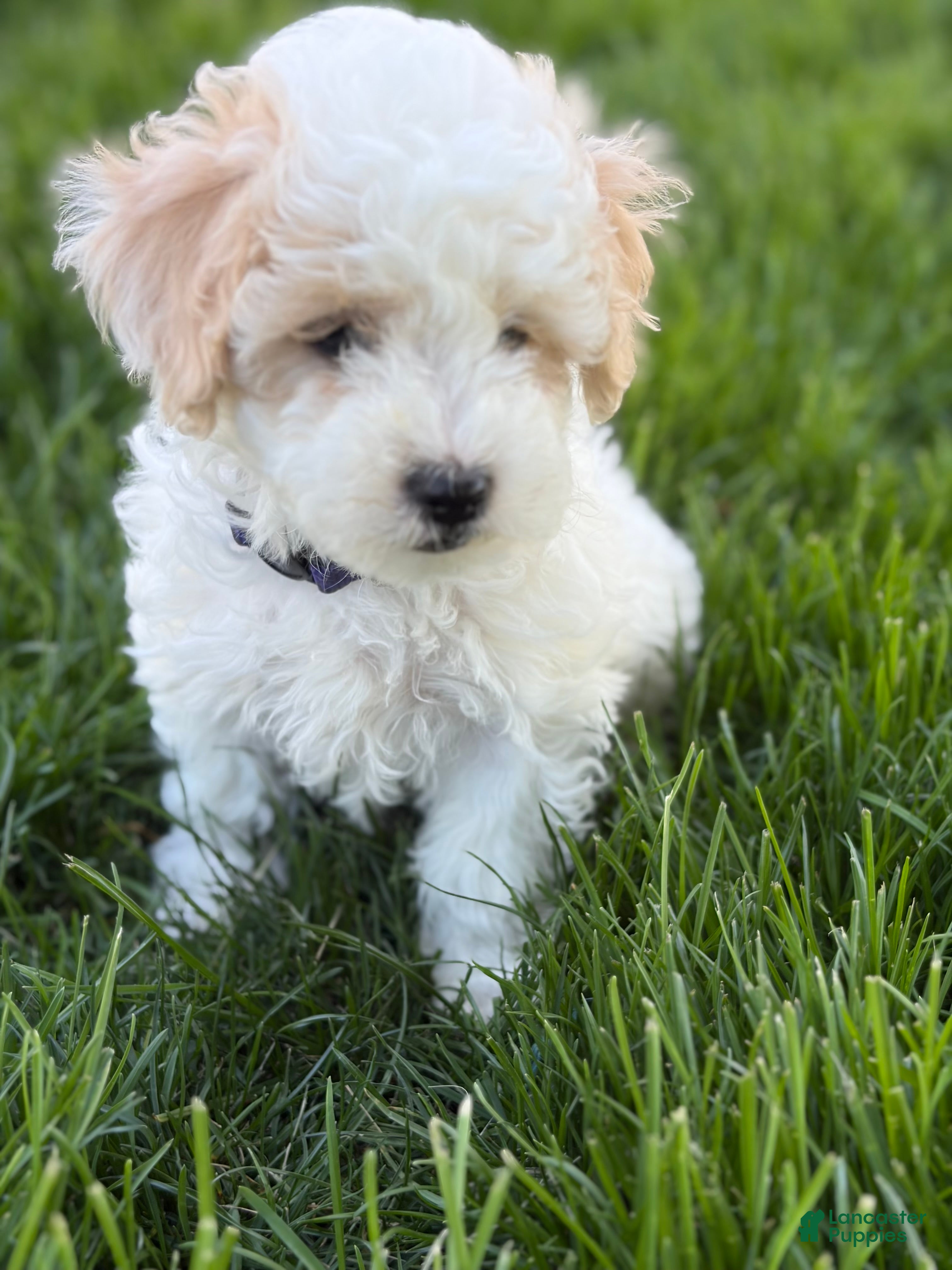 Maltipoo dogs Duke - Ad 2