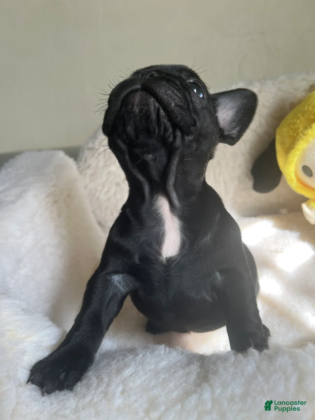 French Bulldog dogs for sale: French Bulldog Puppy 5 - Ad 3