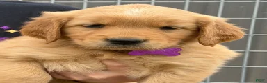 Golden Retriever Puppy Purple