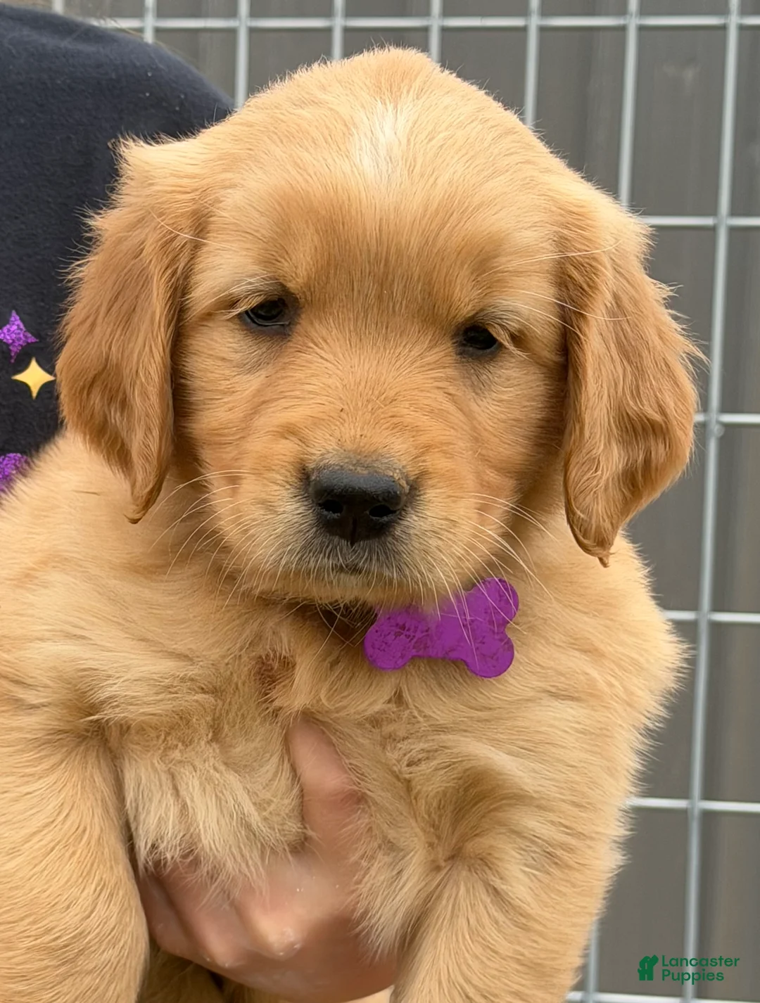 Golden Retriever dogs for sale: Golden Retriever Puppy Purple - Ad 1