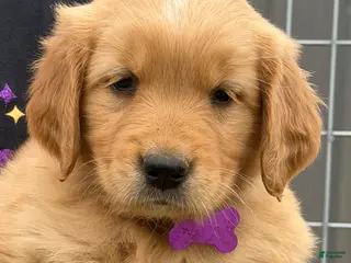 Golden Retriever dogs Golden Retriever Puppy Purple - Ad 19