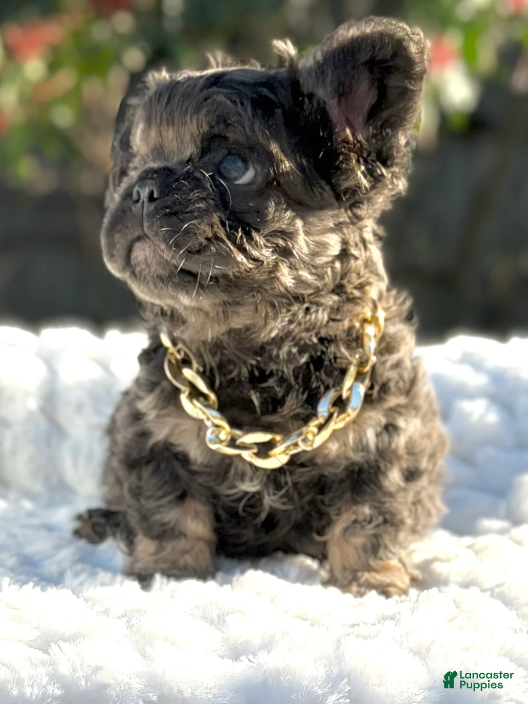 French Bulldog dogs for sale: Mr. Nugget - Ad 5