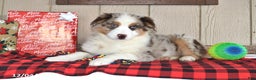 Australian Shepherd dogs for sale: Dusty - Ad 3