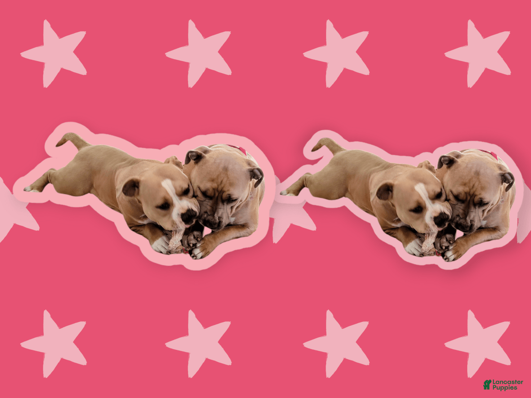 Gallery Image {{count}}