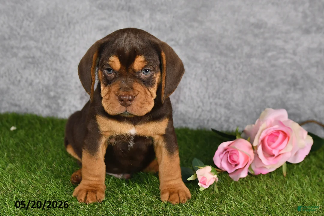 Beabull dogs for sale: Titan - Ad 1