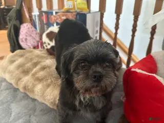 Mixed Breed dogs Loretta lynn - Ad 27