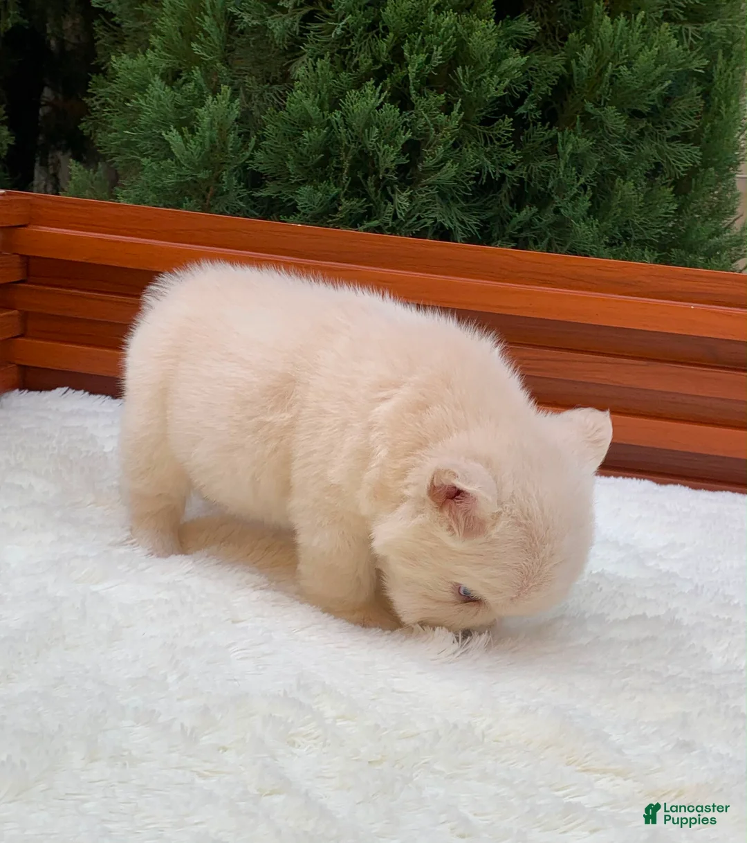 French Bulldog dogs for sale: FUTURE - Ad 2