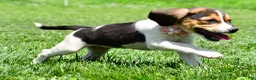 Beagle dogs for sale: Velvet - Ad 7