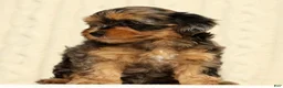 Yorkiepoo dogs for sale: Callie - Ad 3