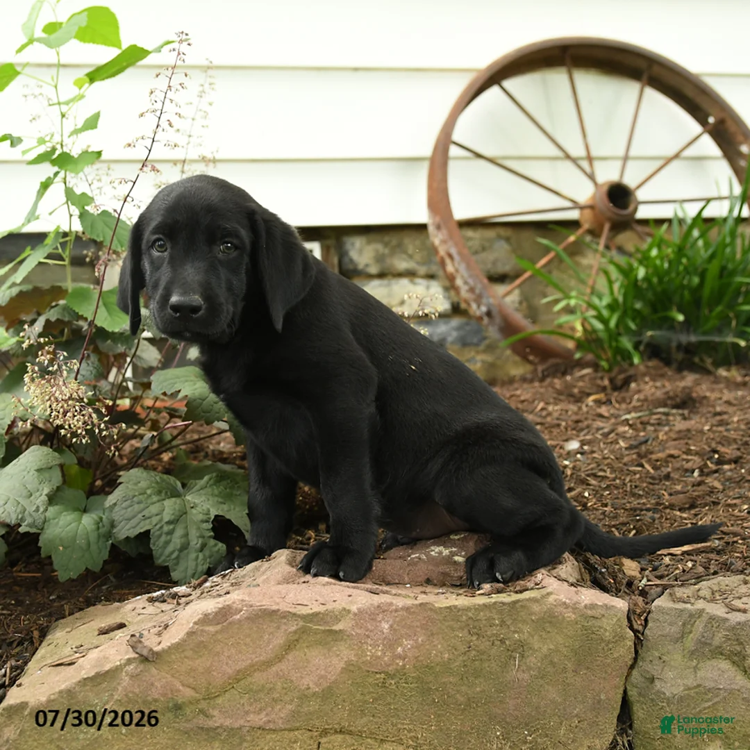 Labrador Retriever dogs for sale: Bronco - Ad 2