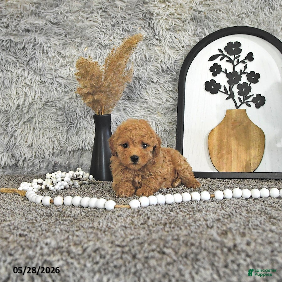 Toy Poodle dogs Jamin - Ad 1