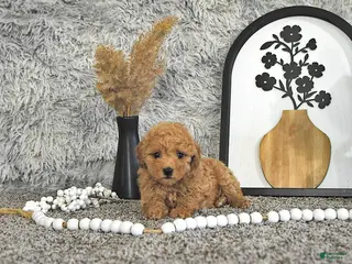 Toy Poodle dogs for sale: Jamin - Ad 2