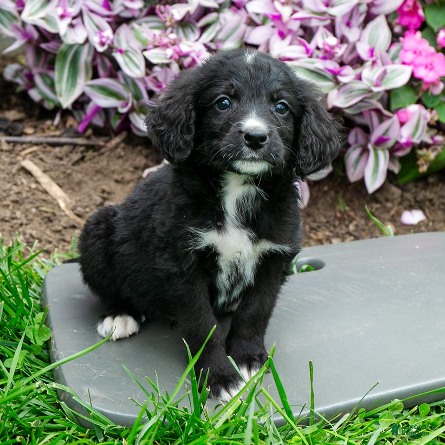 Bernedoodle dogs Barney - Ad 2