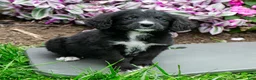 Bernedoodle dogs for sale: Barney - Ad 2