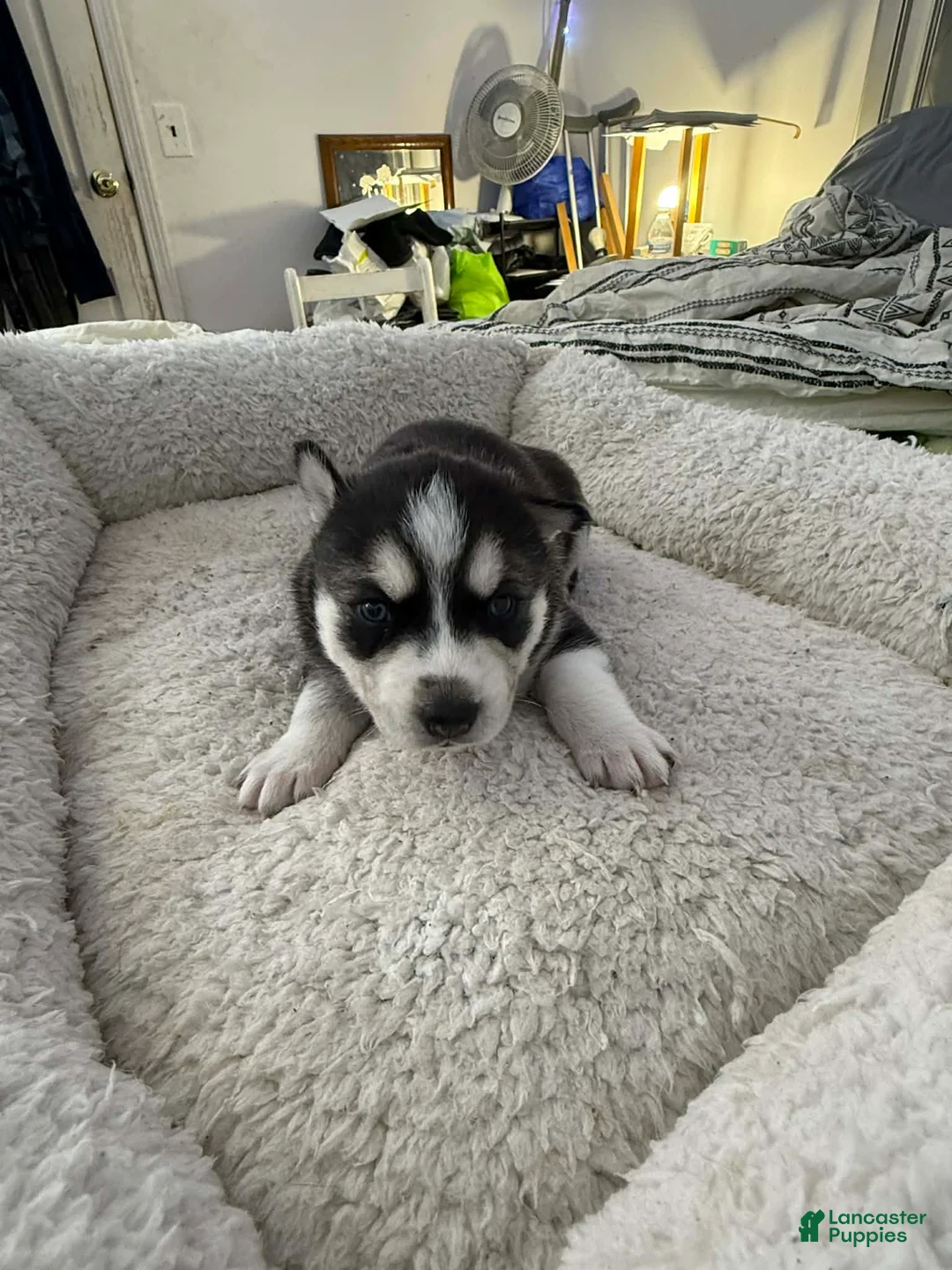 Siberian Husky dogs for sale: Blaze - Ad 2