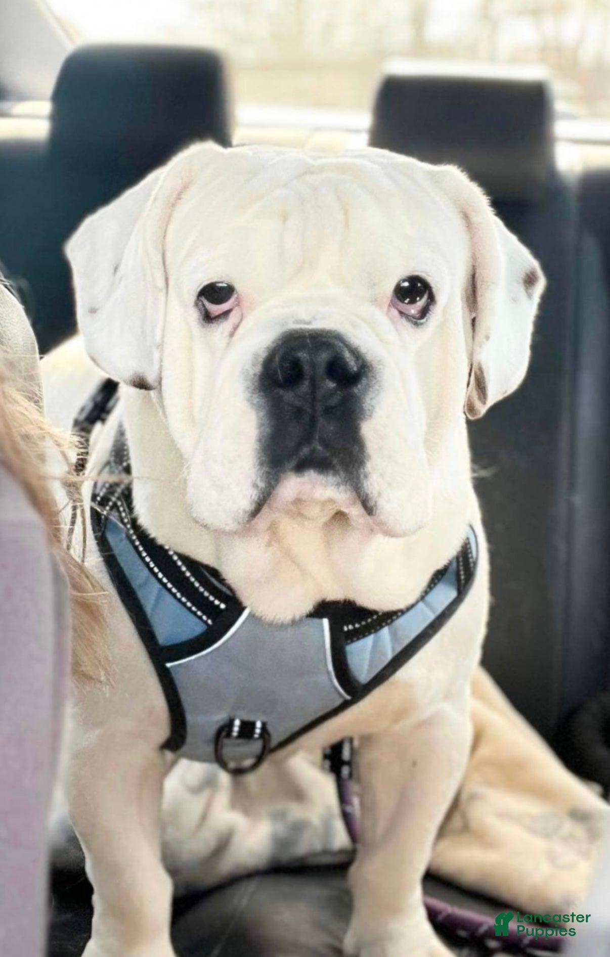 Beabull dogs Beabull Puppy 1 - Ad 1