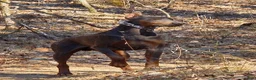 Doberman Pinscher dogs for sale: Doberman Pinscher Puppy 6 - Ad 4