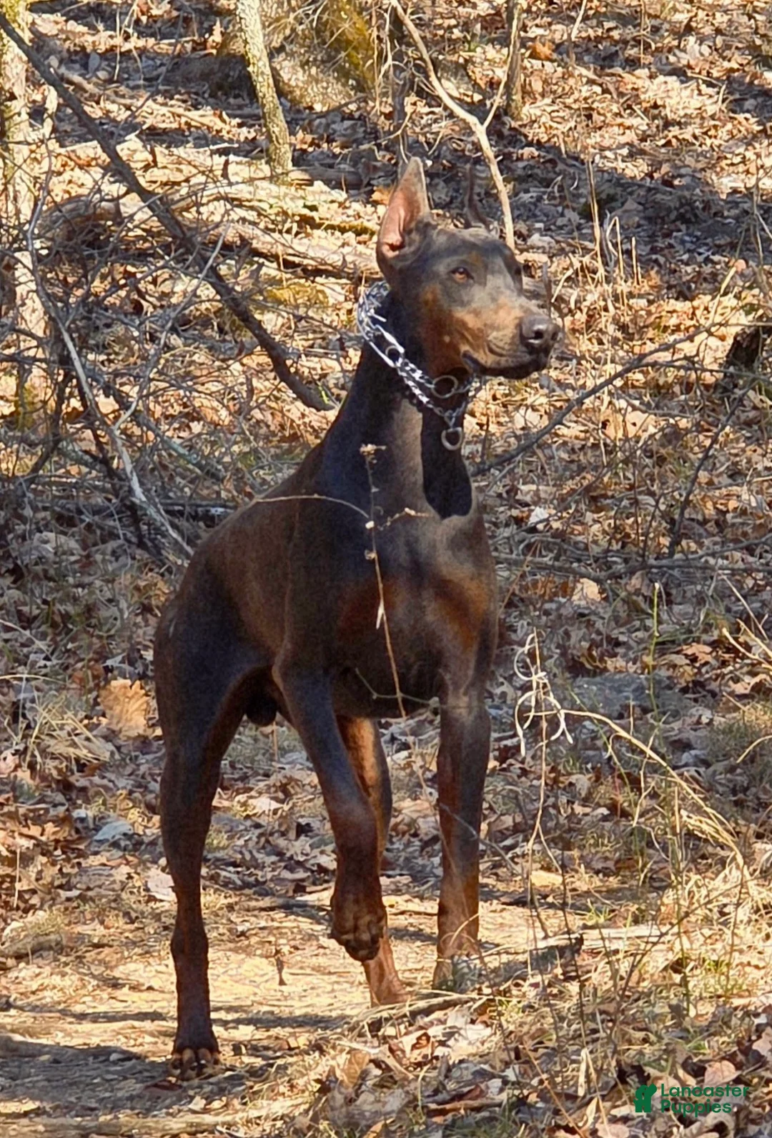 Doberman Pinscher dogs for sale: Doberman Pinscher Puppy 6 - Ad 4