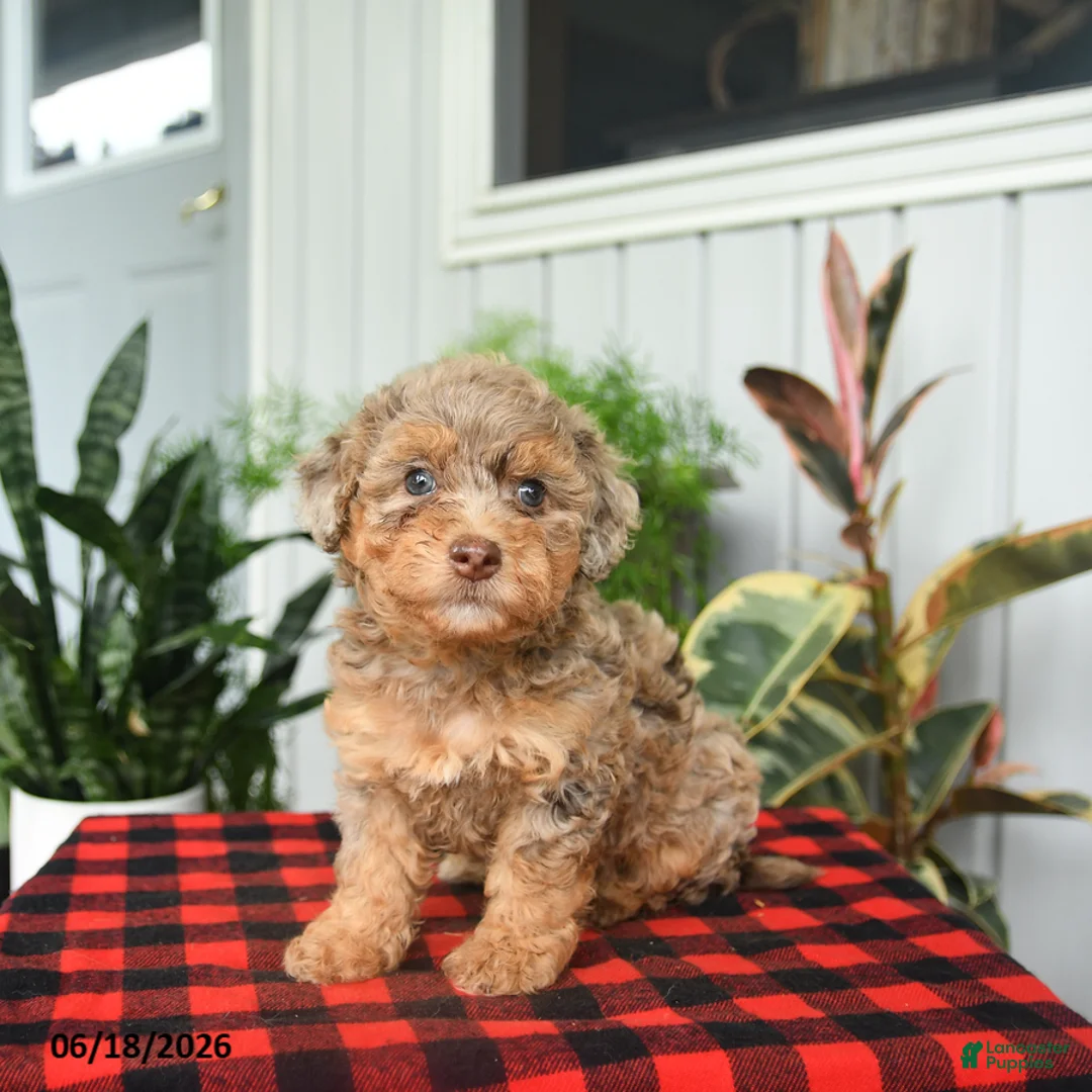Mini Bernedoodle dogs for sale: Chana - Ad 1