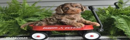 Cavapoo dogs for sale: Vance - Ad 5