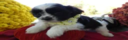Shih Tzu dogs for sale: Shih Tzu 3 Leon - Ad 3