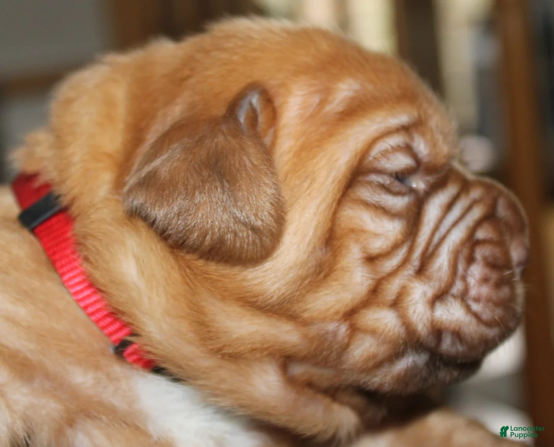 Dogue De Bordeaux dogs for sale: Dogue De Bordeaux Puppy 5 - Ad 1