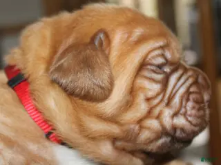Dogue De Bordeaux dogs Dogue De Bordeaux Puppy 5 - Ad 4